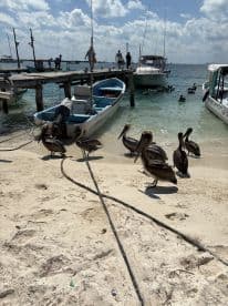 A group of pelicans gathers on the sandy beach near boats, with people in the background enjoying the coastal scenery — a perfect snapshot of wildlife interaction in a vibrant marine setting.