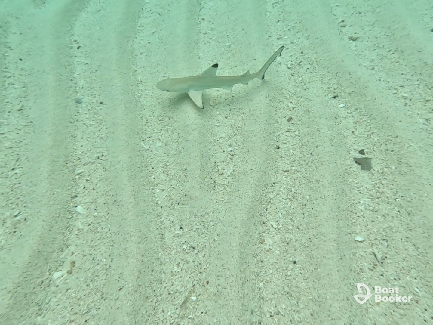 Sharks, eels, pufferfish and bioluminescent plankton!!! Highlight of our honeymoon!