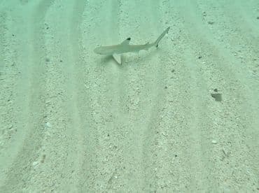 A serene underwater shot of a shark gliding over the sandy ocean floor, showcasing the beauty of marine wildlife in its natural habitat.