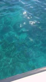 An unclear view of the water's surface, with reflections and possible underwater features, making it difficult to identify specific details.