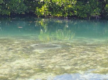 A serene underwater view showcasing a stingray gliding over the sandy bottom in a tranquil mangrove setting, perfect for wildlife enthusiasts and nature lovers.