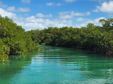 A serene view of a mangrove-lined waterway, showcasing the vibrant turquoise waters and lush greenery — perfect for eco tours and nature exploration.