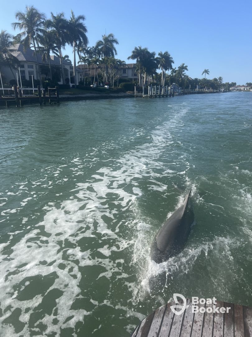 We had dolphins following our boat!