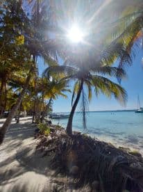 A picturesque beach scene featuring palm trees and boats in the background, with sunlight filtering through the leaves — a perfect tropical getaway.