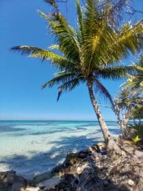A scenic view featuring palm trees and turquoise waters, ideal for tropical getaway inspiration.