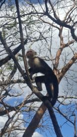 A curious monkey perches on a branch, showcasing the beauty of wildlife in its natural habitat.