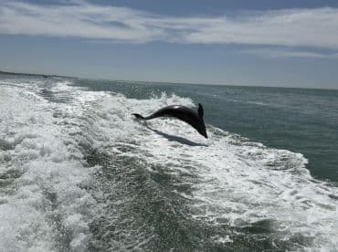 A stunning capture of a dolphin leaping through the waves, showcasing the beauty of marine wildlife in its natural habitat.