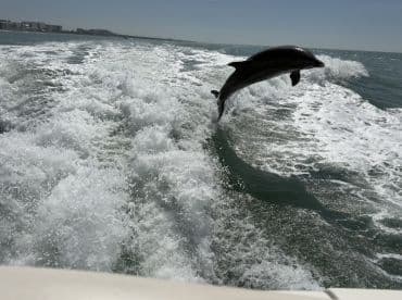 A stunning capture of a dolphin leaping out of the water, showcasing the beauty of marine wildlife during a boat trip.