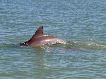 A close-up shot of a dolphin swimming gracefully in clear waters, showcasing the beauty of marine wildlife encounters.