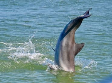 A stunning close-up of a dolphin leaping out of the water, showcasing the beauty of marine wildlife in its natural habitat.