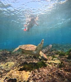 A child swims alongside a sea turtle in vibrant underwater scenery, showcasing a magical wildlife encounter in the ocean.
