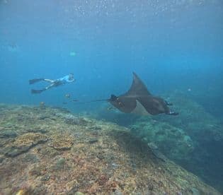 A snorkeler interacts with a graceful stingray in vibrant underwater scenery, showcasing the beauty of marine life and the thrill of snorkeling adventures.