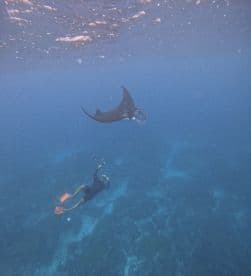 A snorkeler interacts with a majestic manta ray underwater, showcasing the beauty of marine wildlife encounters — a must-do experience for ocean lovers.