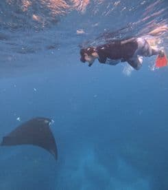 A child snorkels underwater, encountering a graceful stingray in its natural habitat — an unforgettable wildlife experience in the ocean.