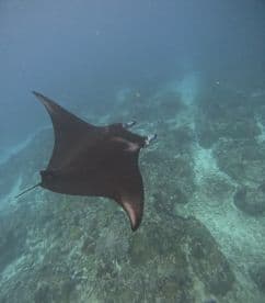 A graceful stingray glides over a vibrant coral reef, showcasing the beauty of underwater wildlife in its natural habitat.