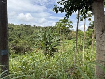 A lush landscape featuring various trees and vegetation, showcasing the natural beauty of the area.
