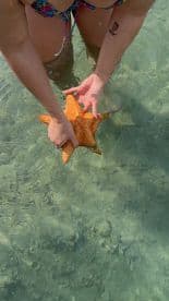 A person gently holds a vibrant starfish in shallow water, showcasing a beautiful interaction with marine wildlife in a tropical setting.