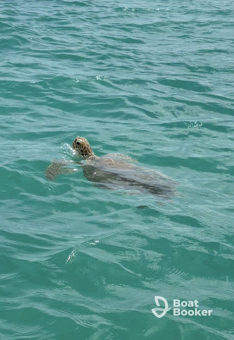 A serene moment capturing a turtle swimming gracefully in clear turquoise waters, showcasing the beauty of marine wildlife.