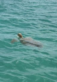 A serene moment capturing a turtle swimming gracefully in clear turquoise waters, showcasing the beauty of marine wildlife.