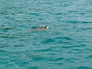 A serene moment capturing a turtle swimming in clear turquoise waters, showcasing the beauty of marine wildlife.