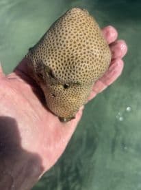 A close-up of a coral specimen held in hand, showcasing the intricate texture and details — a fascinating glimpse into marine life.