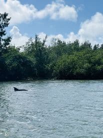 A dolphin gracefully swims through the calm waters, surrounded by lush greenery — a serene moment in nature's beauty.