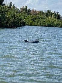 A dolphin gracefully swims in the serene waters surrounded by lush mangroves, showcasing the beauty of wildlife encounters in nature.