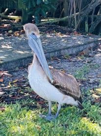 A close-up of a pelican standing on the grass, showcasing its distinctive long bill and unique features — a beautiful example of wildlife in its natural habitat.