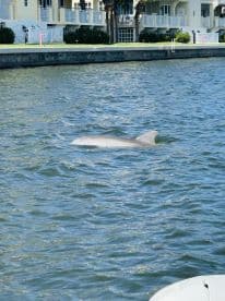 A dolphin gracefully swims in the water, showcasing the beauty of marine wildlife in a serene setting.