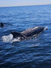 A stunning close-up of dolphins swimming in clear blue waters, showcasing the beauty of marine wildlife in their natural habitat.