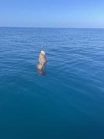 A close-up shot of a fish caught while fishing in deep blue waters, showcasing the thrill of marine life encounters.