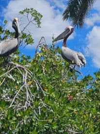 Two pelicans perched among lush greenery under a bright blue sky, showcasing the beauty of wildlife in its natural habitat.