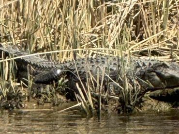A close-up view of a crocodile resting among the reeds by the water's edge, showcasing the beauty of wildlife in its natural habitat.