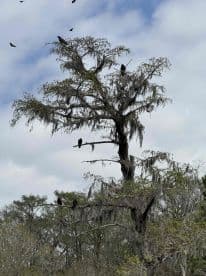 A serene scene featuring birds perched on a moss-covered tree, showcasing the beauty of wildlife in a natural setting.