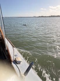 A dolphin swims gracefully in the water, captured from the side of a boat — a delightful wildlife encounter on the water.