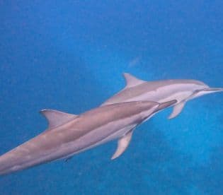 Two dolphins swim gracefully in clear blue waters, showcasing the beauty of marine wildlife encounters.