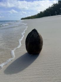 A close-up view of a coconut on the beach, with gentle waves lapping at the shore — a serene coastal scene.