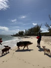 A man interacts with a group of pigs on the beach, showcasing a unique wildlife experience in the Bahamas — a popular attraction for visitors.