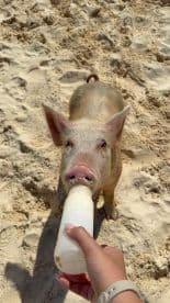 A close-up of a pig being fed with a bottle on the sandy beach, showcasing a unique wildlife interaction in a tropical setting.