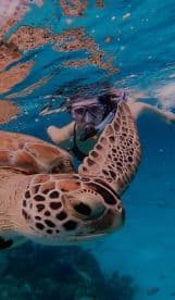 A snorkeler interacts closely with a sea turtle in crystal-clear waters, showcasing a memorable wildlife encounter perfect for ocean lovers.