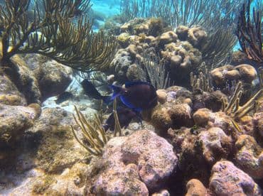 A vibrant underwater scene showcasing colorful fish swimming among coral formations, highlighting the beauty of marine life in a tropical setting.