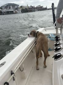 A dog enjoys the view from the side of a boat, capturing the essence of a fun day on the water with scenic waterfront homes in the background.