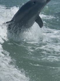 A stunning close-up of a dolphin leaping out of the water, showcasing the beauty of marine wildlife in its natural habitat.