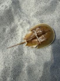 A close-up view of a stingray resting on the sandy beach, showcasing its unique shape and texture — a fascinating encounter with marine wildlife.