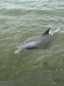 A close-up shot of a dolphin swimming gracefully in the water, showcasing the beauty of marine wildlife.