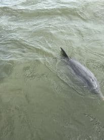 A dolphin gracefully swims through the water, showcasing the beauty of marine wildlife in its natural habitat.