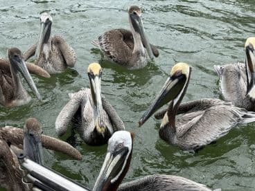 A group of pelicans swimming closely together in the water, showcasing their unique features and behavior — a delightful sight for wildlife enthusiasts.