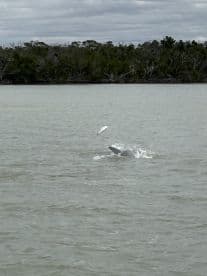 A dolphin leaps out of the water, showcasing its playful nature while hunting for fish in a serene aquatic environment.