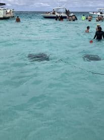 A lively scene with people enjoying the water while swimming with stingrays, showcasing a popular marine wildlife experience.