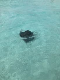 A serene underwater view of a stingray gliding through crystal-clear waters, showcasing the beauty of marine wildlife.